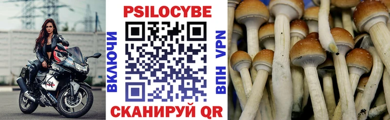 купить   Сухиничи  Псилоцибиновые грибы Cubensis 